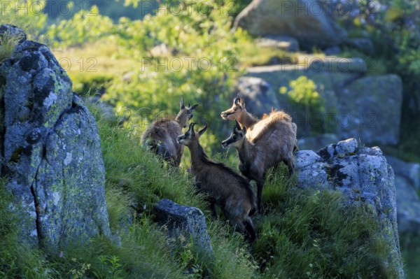 A group of four chamois climbing a rocky hill in the morning light, chamois, chamois, (Rupicapra rupicaprae), wildlife, Vosges, France