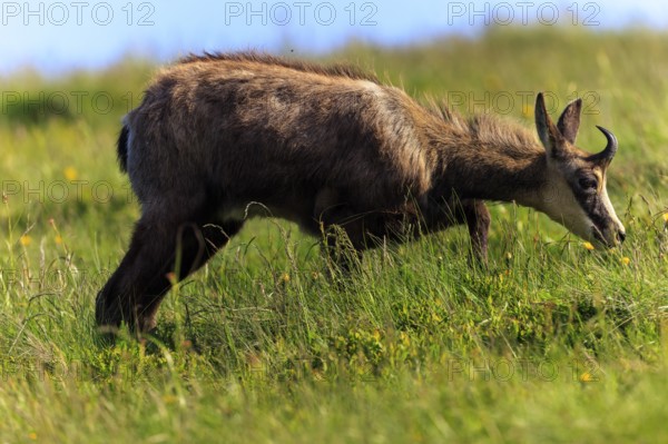 A chamois grazing on a lush meadow under a blue sky, chamois, chamois, (Rupicapra rupicaprae), wildlife, Vosges, France