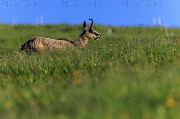 A chamois chewing on a green meadow under a blue sky, chamois, chamois, (Rupicapra rupicaprae), wildlife, Vosges, France