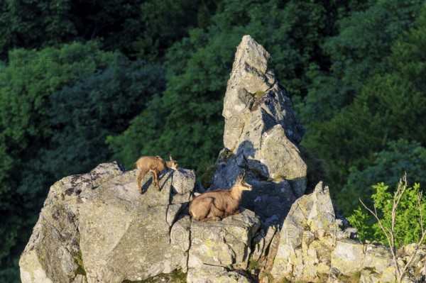 Two chamois resting on a rocky outcrop in the forest, chamois, chamois, (Rupicapra rupicaprae), wildlife, Vosges, France