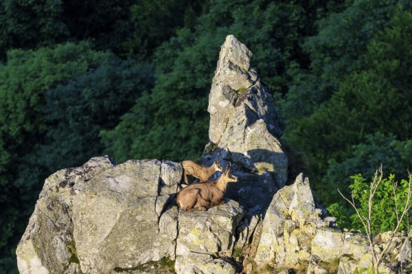 Two goats on a rocky outcrop in the forest at dusk, chamois, chamois, (Rupicapra rupicaprae), wildlife, Vosges, France