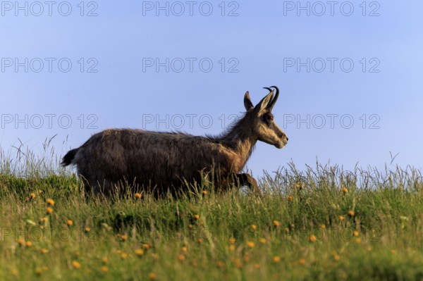 A chamois crosses a meadow against the blue sky, chamois, chamois, (Rupicapra rupicaprae), wildlife, Vosges, France