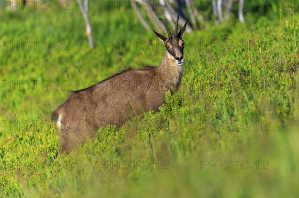 Wild goat standing attentively on a green meadow surrounded by vegetation, chamois, chamois, (Rupicapra rupicaprae), wildlife, Vosges, France