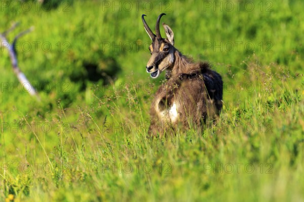 Goat sitting relaxed on green meadow, chamois, chamois, (Rupicapra rupicaprae), wildlife, Vosges, France