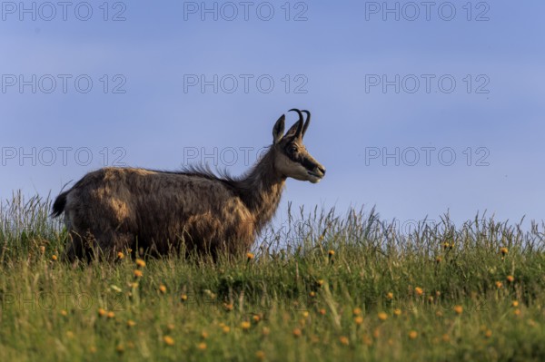 A chamois stands in a meadow with yellow flowers and looks into the distance, chamois, chamois, (Rupicapra rupicaprae), wildlife, Vosges, France