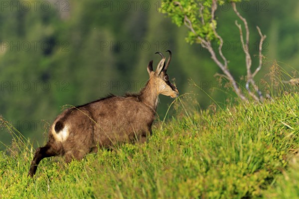 Goat moving on a green slope, chamois, chamois, (Rupicapra rupicaprae), wildlife, Vosges, France