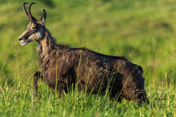 Goat walking through high grass on green meadow, chamois, chamois, (Rupicapra rupicaprae), wildlife, Vosges, France