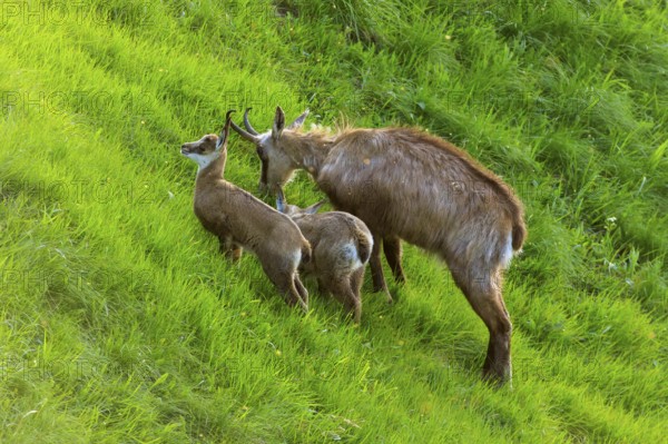 Chamois with two young animals on a green meadow, chamois, chamois, (Rupicapra rupicaprae), wildlife, Vosges, France