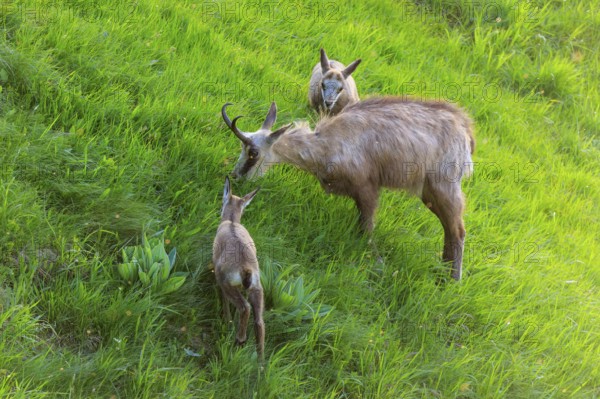 An adult chamois sniffing a young animal in the meadow, chamois, chamois, (Rupicapra rupicaprae), wildlife, Vosges, France