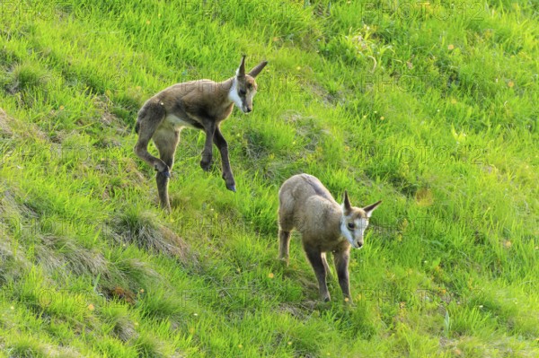 Two fawns standing on a green meadow, chamois, chamois, (Rupicapra rupicaprae), wildlife, Vosges, France