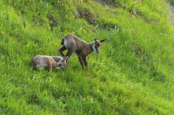 Two fawns on a green meadow, one resting, the other standing, chamois, (Rupicapra rupicaprae), wildlife, Vosges, France