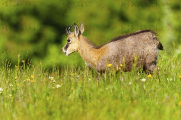 A young chamois on a flowering meadow in spring, chamois, chamois, (Rupicapra rupicaprae), wildlife, Vosges, France