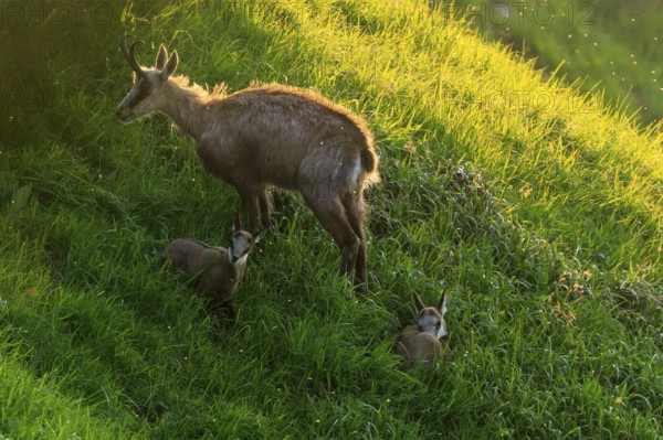 Chamois with two fawns on a steep meadow in the light of the setting sun, chamois, chamois, (Rupicapra rupicaprae), wildlife, Vosges, France