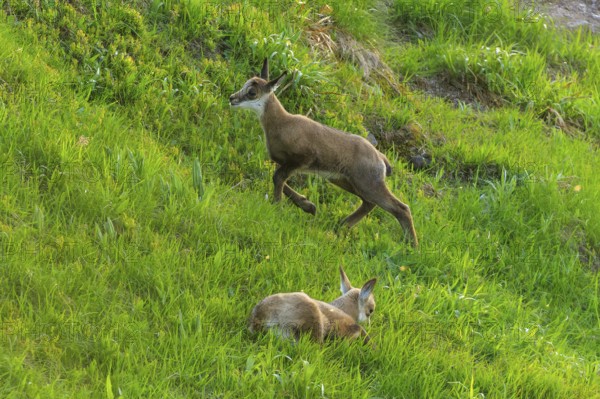A fawn running across the meadow while the other is resting, chamois, chamois, (Rupicapra rupicaprae), wildlife, Vosges, France