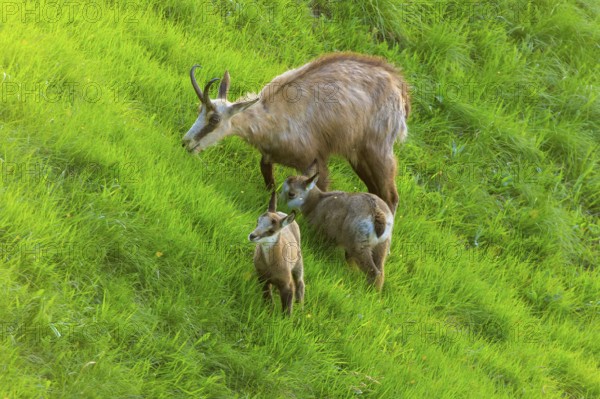 Two young chamois and their mother standing on a lush meadow, chamois, chamois, (Rupicapra rupicaprae), wildlife, Vosges, France