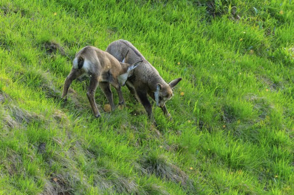 Two small chamois are playing on a green meadow, chamois, chamois, (Rupicapra rupicaprae), wildlife, Vosges, France