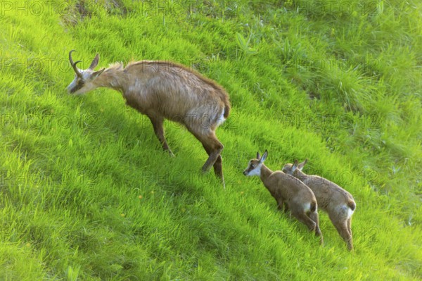 Two young chamois follow their mother up a green slope, chamois, chamois, (Rupicapra rupicaprae), wildlife, Vosges, France