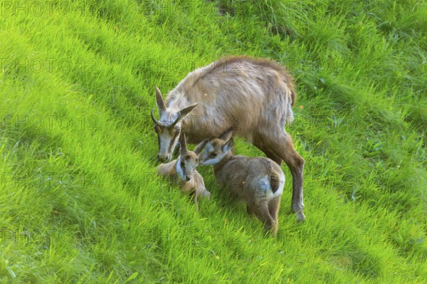 Chamois family grazing on a lush green meadow in natural surroundings, chamois, chamois, (Rupicapra rupicaprae), wildlife, Vosges, France