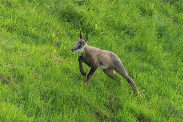 A young animal runs across the green meadow full of energy, chamois, chamois, (Rupicapra rupicaprae), wildlife, Vosges, France