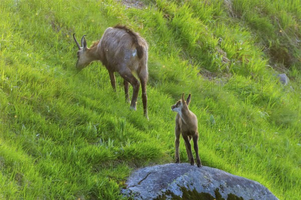 A young animal observes the surroundings while the chamois eats grass, chamois, chamois, (Rupicapra rupicaprae), wildlife, Vosges, France