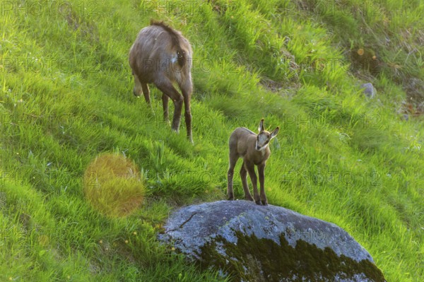 A young animal stands on a rock while the chamois grazes in the grass, chamois, chamois, (Rupicapra rupicaprae), wildlife, Vosges, France