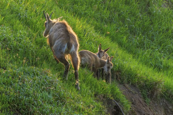 A chamois with two young on a green meadow in springtime, chamois, chamois, (Rupicapra rupicaprae), wildlife, Vosges, France