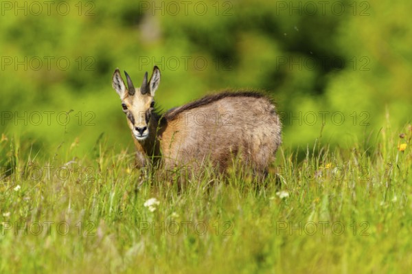 A young chamois, attentive on a blooming spring meadow, chamois, chamois, (Rupicapra rupicaprae), wildlife, Vosges, France