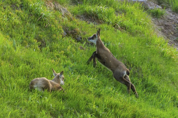 A fawn makes a jump while the other one is resting on the meadow, chamois, chamois, (Rupicapra rupicaprae), wildlife, Vosges, France
