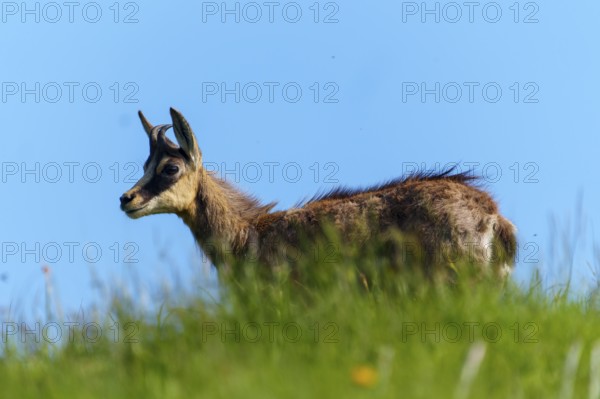 Chamois standing on a green meadow under a blue sky, photographed in profile, chamois, chamois, (Rupicapra rupicaprae), wildlife, Vosges, France
