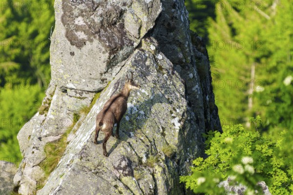 Chamois climbing on a large rock surrounded by green forest, chamois, chamois, (Rupicapra rupicaprae), wildlife, Vosges, France