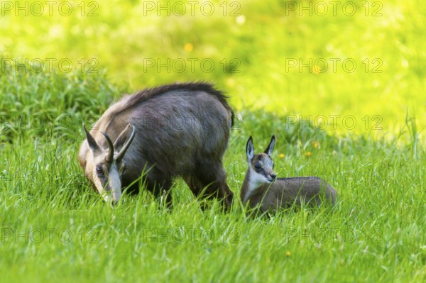 Chamois and young on a green meadow in a peaceful spring atmosphere, chamois, chamois, (Rupicapra rupicaprae), wildlife, Vosges, France