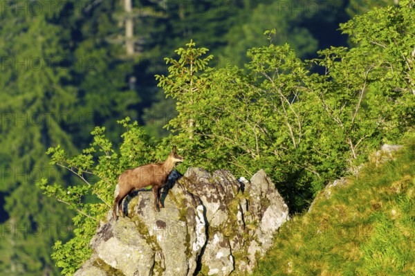 Chamois standing on a rocky outcrop in the forest, chamois, chamois, (Rupicapra rupicaprae), wildlife, Vosges, France