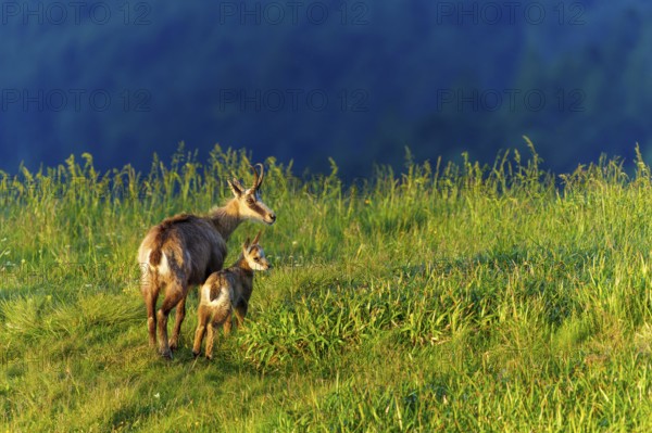 Chamois mother and young on a green meadow in the evening light, chamois, chamois, (Rupicapra rupicaprae), wildlife, Vosges, France