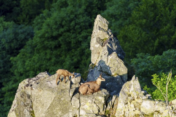 Two chamois on a craggy cliff edge, surrounded by shady forest, chamois, chamois, (Rupicapra rupicaprae), wildlife, Vosges, France