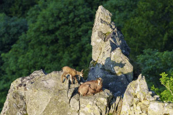 Pair of chamois on a prominent rock in front of a dark forest with shadows, chamois, chamois, (Rupicapra rupicaprae), wildlife, Vosges, France