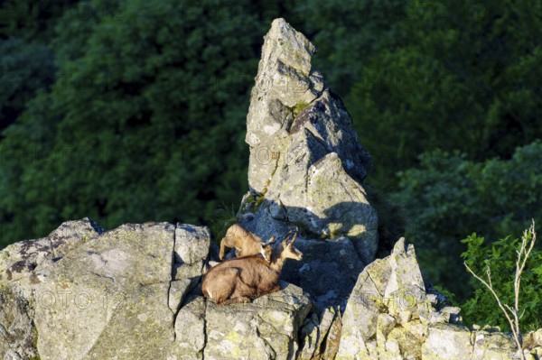 Two goats on rocks in the forest in the sun, chamois, chamois, (Rupicapra rupicaprae), wildlife, Vosges, France