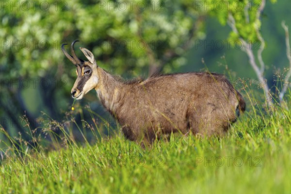 A chamois stands in the green grass in a natural environment, chamois, chamois, (Rupicapra rupicaprae), wildlife, Vosges, France