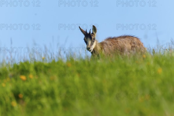 Chamois looks friendly into the camera over a meadow under a blue sky, chamois, chamois, (Rupicapra rupicaprae), wildlife, Vosges, France