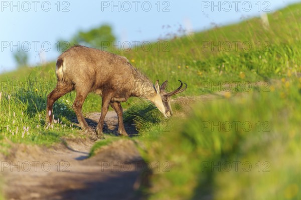 Chamois on a path between green meadows in search of food, chamois, chamois, (Rupicapra rupicaprae), wildlife, Vosges, France