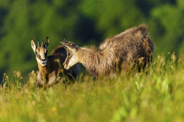 Two chamois grazing in the middle of a flowering meadow landscape, chamois, chamois, (Rupicapra rupicaprae), wildlife, Vosges, France