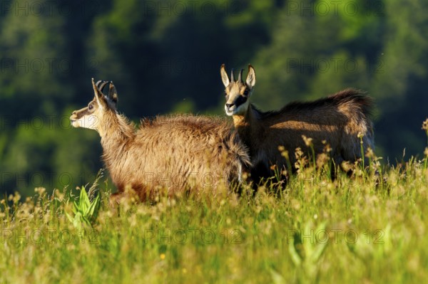 Two chamois standing attentively on a flowering meadow, chamois, chamois, (Rupicapra rupicaprae), wildlife, Vosges, France