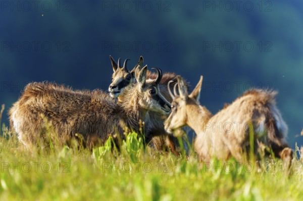 Three chamois standing together on a lush meadow, chamois, chamois, (Rupicapra rupicaprae), wildlife, Vosges, France