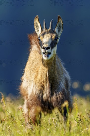 A single chamois stands in a meadow and looks curiously into the camera, chamois, chamois, (Rupicapra rupicaprae), wildlife, Vosges, France