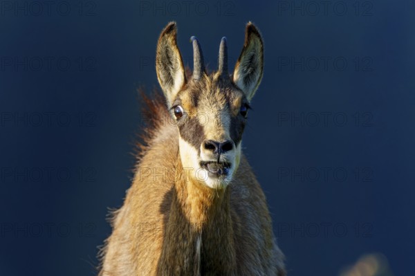 Close-up of a chamois with distinctive facial features, chamois, chamois, (Rupicapra rupicaprae), wildlife, Vosges, France