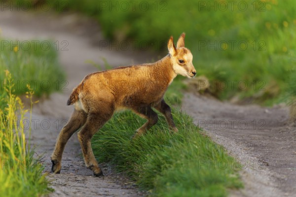 A young fawn on a path between lush, green meadows in spring, chamois, chamois, (Rupicapra rupicaprae), wildlife, Vosges, France