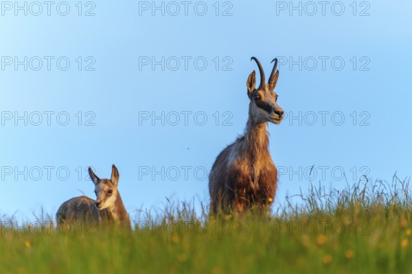 An adult chamois with her young stands attentively on a green meadow, chamois, chamois, (Rupicapra rupicaprae), wildlife, Vosges, France