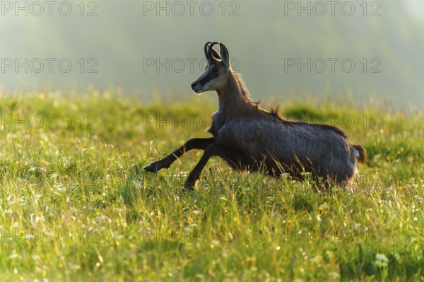 A chamois leaps briskly through a green meadow, chamois, chamois, (Rupicapra rupicaprae), wildlife, Vosges, France