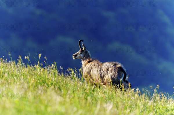 A chamois looks attentively over a hilly meadow against a blue background, chamois, chamois, (Rupicapra rupicaprae), wildlife, Vosges, France