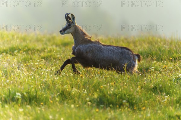 A chamois runs dynamically through a sunny meadow in the morning light, chamois, chamois, (Rupicapra rupicaprae), wildlife, Vosges, France
