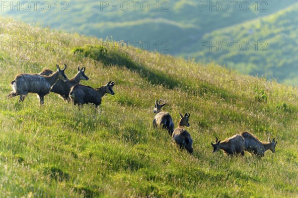 A group of chamois climbing a sunny, green mountain slope, chamois, chamois, (Rupicapra rupicaprae), wildlife, Vosges, France